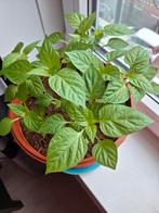 Hollandse Paprika plantjes Rood 12 cm hoog!, Ophalen, Volle zon, Groenteplanten, Eenjarig