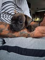 Franse pitjes te koop, Dieren en Toebehoren, Honden | Bulldogs, Pinschers en Molossers, Rabiës (hondsdolheid), 8 tot 15 weken
