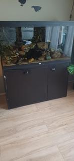 aquarium met vis 240 liter, Ophalen, Gebruikt, Gevuld zoetwateraquarium