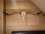 Decoratieve longhorn schedel, Ophalen, Zo goed als nieuw, Schedel