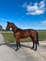 3 jarige ruin Vivaldi X Las Vegas, Dieren en Toebehoren, Paarden, Ruin, 3 tot 6 jaar