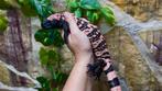 Heloderma suspectum NK24 man (DNA geslachtsbepaling), Dieren en Toebehoren, Reptielen en Amfibieën, Hagedis, Met terrarium, 0 tot 2 jaar