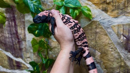 Heloderma suspectum NK24 man (DNA geslachtsbepaling), Dieren en Toebehoren, Reptielen en Amfibieën, Hagedis, 0 tot 2 jaar, Met terrarium