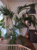 Kamerplant kentia palm, Huis en Inrichting, Kamerplanten, Ophalen, Halfschaduw, 200 cm of meer