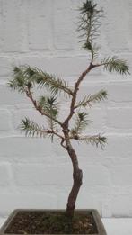 Bonsai Picea Glauca Conica, Bloeit niet, Halfschaduw, Overige soorten, Minder dan 100 cm