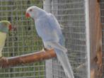 violet palid halsbanden, Dieren en Toebehoren, Vogels | Parkieten en Papegaaien, Meerdere dieren, Parkiet, Geringd