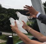 Bruidsduiven,  postduiven. Witte duiven, Dieren en Toebehoren, Meerdere dieren, Postduif