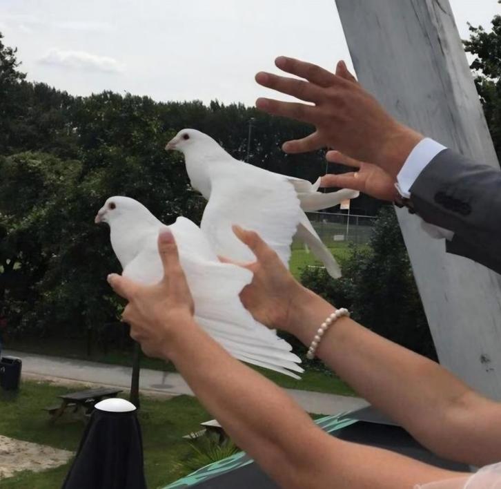 Bruidsduiven,  postduiven. Witte duiven, Dieren en Toebehoren, Vogels | Duiven, Postduif, Meerdere dieren