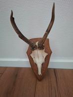 Te koop 4 stuks geweitjes op schild, Ophalen, Zo goed als nieuw