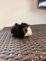 Lieve jonge schimmel/borstel cavia’s te koop, Dieren en Toebehoren, Knaagdieren, Cavia, Mannelijk, December, Tam