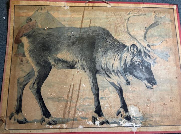 Antieke schoolplaat, Antiek en Kunst, Antiek | Schoolplaten, Natuur en Biologie, Ophalen of Verzenden
