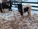 shetland pony's bruinbont en zwartbont, Dieren en Toebehoren, Merrie, Niet van toepassing, A pony (tot 1.17m), 3 tot 6 jaar