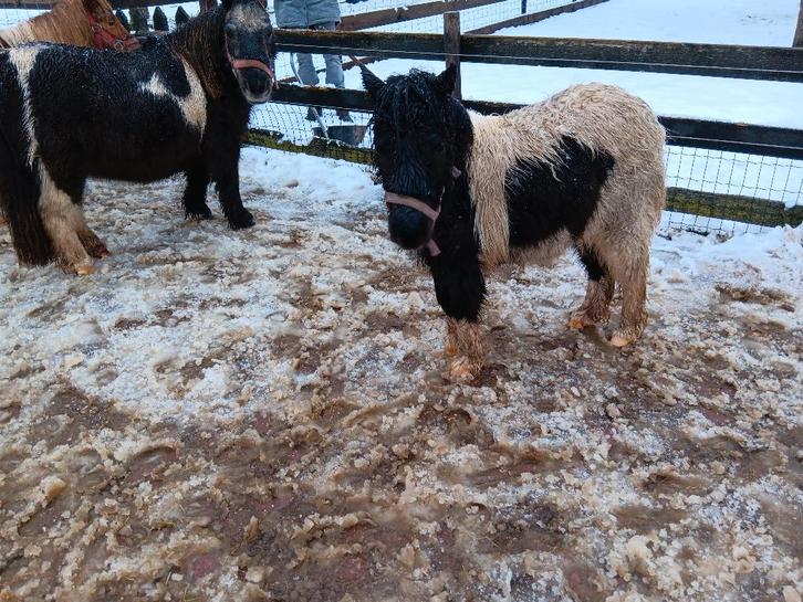 shetland pony's bruinbont en zwartbont, Dieren en Toebehoren, Pony's, Merrie, Niet van toepassing, A pony (tot 1.17m), Recreatiepony