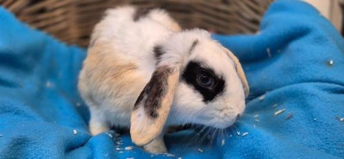 Gecastreerde ram HAZELTJE uit de opvang zoekt een tehuis!, Dieren en Toebehoren, Konijnen, Mannelijk