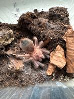 xenesthis immanis 7 cm, Dieren en Toebehoren, Insecten en Spinnen