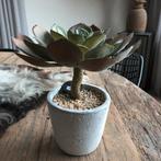 Mooie Kunstplant Succulent in Pot, Huis en Inrichting, Kamerplanten, Vetplant, In pot, Minder dan 100 cm, Groene kamerplant