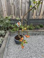 Biologische Appelboom in Pot, Overige soorten, Lente, 100 tot 250 cm, Ophalen