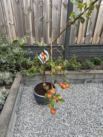 Biologische Appelboom in Pot beschikbaar voor biedingen
