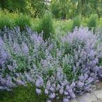 Calamintha nepeta, var. nepeta – Blauwe bergsteentijm, Bio, Tuin en Terras, Planten | Tuinplanten, Volle zon, Vaste plant, Ophalen of Verzenden