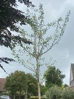 Ginkgo biloba in div maten va €139,00 pst, Ophalen of Verzenden, In pot