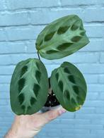 Maranta cristata 'Bicolor', Huis en Inrichting, Kamerplanten, Ophalen of Verzenden, Overige soorten, Minder dan 100 cm