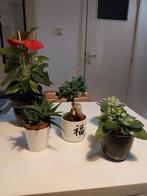 Set van 5 kamerplanten + potten, Ophalen, Overige soorten, Halfschaduw, In pot