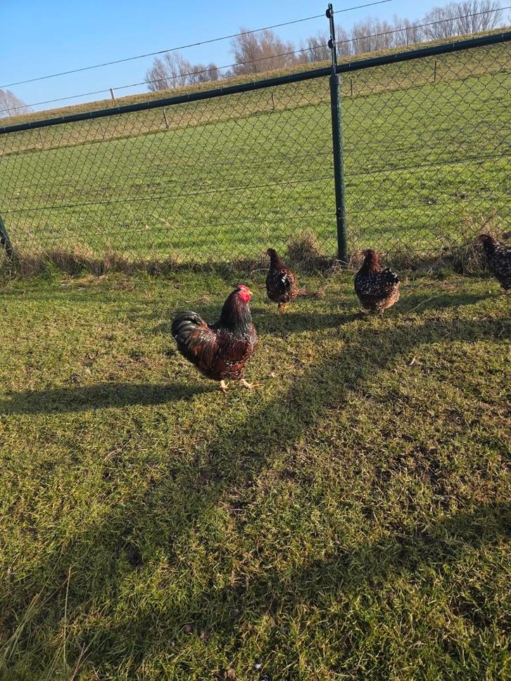 Broedeieren te koop, Dieren en Toebehoren, Pluimvee