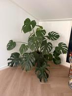 Monstera gatenplant + pot, Ophalen, Overige soorten, In pot, 100 tot 150 cm