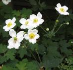 Herfst Anemoon wit, Vaste plant, Halfschaduw, Herfst, Ophalen