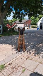 Mechelse herder teefje, Dieren en Toebehoren, Honden | Herdershonden en Veedrijvers, 15 weken tot 1 jaar, Teef, Meerdere, Herder