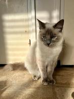 Liefdevol huis gezocht  ragdoll x britse korthaar Bleu point, Dieren en Toebehoren, Katten en Kittens | Raskatten | Langhaar, Poes