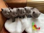 Raszuivere Britse korthaar kittens uit ouders met stamboom, Dieren en Toebehoren, Meerdere dieren, Gechipt, 0 tot 2 jaar