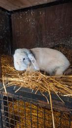 Gratis op te halen, Dieren en Toebehoren, Konijnen, Meerdere dieren, Middelgroot, Hangoor, 3 tot 5 jaar