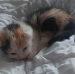 Kitten, Dieren en Toebehoren, Knaagdieren, Juli, Hamster