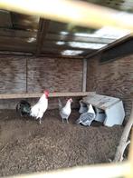 Te koop 10 broedeieren fries hoen, Dieren en Toebehoren, Pluimvee, Geslacht onbekend, Kip