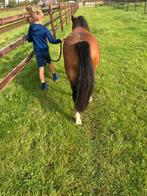 Welsh A Pony Merrie, Ophalen, Recreatie