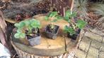 Korona aardbeienplanten in p9 pot potjes aardbeien plant, Tuin en Terras, Vaste plant, Fruitplanten, Lente, Ophalen