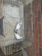 Hoge vliegen duiven koppel, Dieren en Toebehoren, Vogels | Duiven, Meerdere dieren