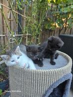 3 Zeer mooie katten, Dieren en Toebehoren, Katten en Kittens | Dekkaters