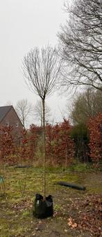 Prunus fruticosa globosa te koop!, Lente, 100 tot 250 cm, Ophalen, Volle zon
