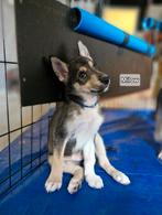 Prachtige Siberische Husky Pups, nog enkele pups beschikbaar, Dieren en Toebehoren, Rabiës (hondsdolheid), 8 tot 15 weken, Poolhond