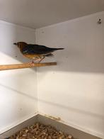 Damalijster, Mannelijk, Tropenvogel