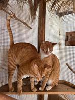 Uno en Dos – Katten broers zoeken liefdevol thuis, Dieren en Toebehoren, Katten en Kittens | Overige Katten, Meerdere dieren