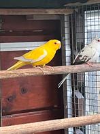 1-0 ino elegant parkiet 2022, Mannelijk, Parkiet, Geringd