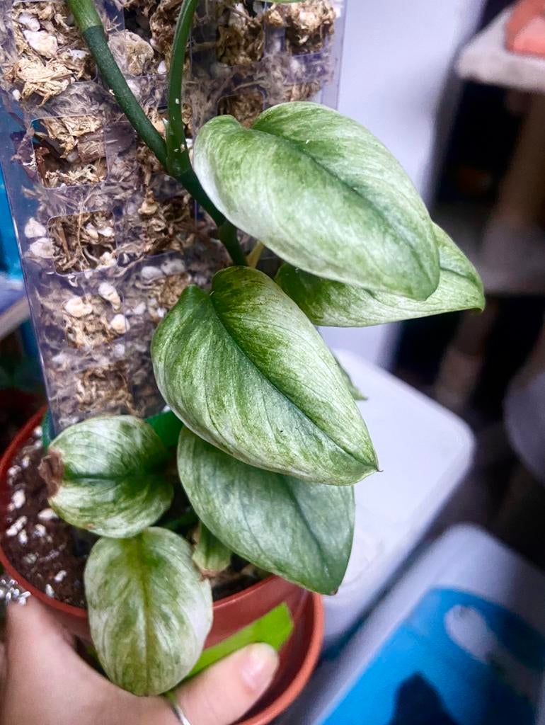 Scindapsus Swedish ghost mint variegata bladstekjes, Huis en Inrichting, Kamerplanten, Ophalen of Verzenden, Halfschaduw, Minder dan 100 cm