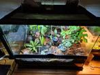 Beplante Exoterra bioactive terrarium vivarium paludarium, Ophalen, Zo goed als nieuw, Terrarium of Paludarium