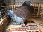 Giant homer, Dieren en Toebehoren, Vogels | Duiven, Vrouwelijk, Postduif