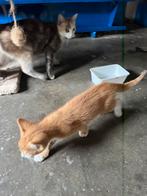 Rode kater, Kater