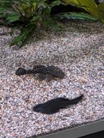 Ancistrus wildkleur, Dieren en Toebehoren, Vis