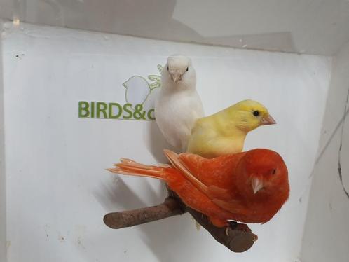 Mooie Kanaries beschikbaar, Dieren en Toebehoren, Vogels | Kanaries, Meerdere dieren